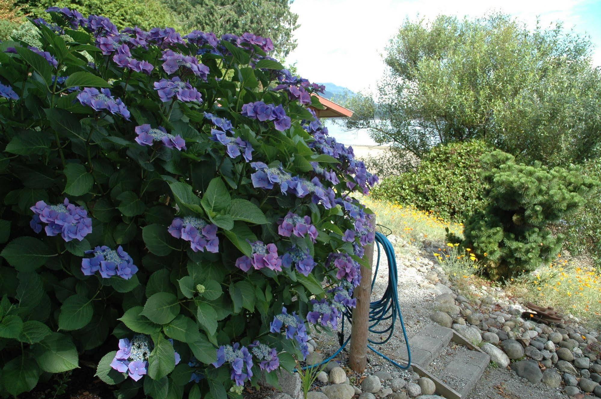 At The Shore Bed And Breakfast Sechelt Exterior photo